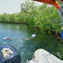 Visite de la mangrove en bateau Guadeloupe